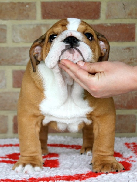 Unbreak-A-Bull - Bulldog Anglais - Portée née le 15/01/2015